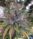 Oldtimer's Haze - click to compare prices