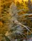 Cannalope Haze Seeds - click to compare prices