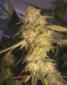 Recon Seeds - click to compare prices