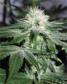 Ice Seeds - click to compare prices