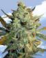 Power Skunk - click to compare prices