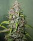 Island Sweet Skunk - click to compare prices