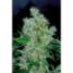 Power Flower - click to compare prices