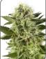 Northern Lights Feminised - click to compare prices