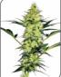 White Diesel Feminised - click to compare prices