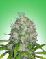 Master Kush - click to compare prices