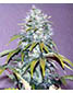 Homegrown Fantasy - click to compare prices
